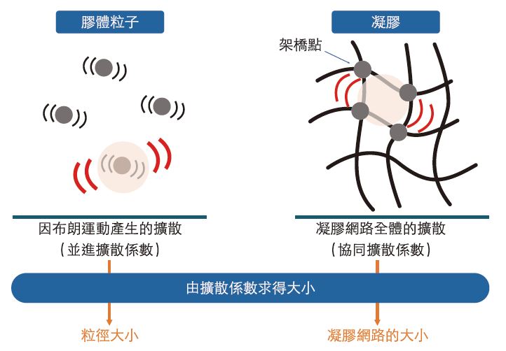 凝膠構造解析