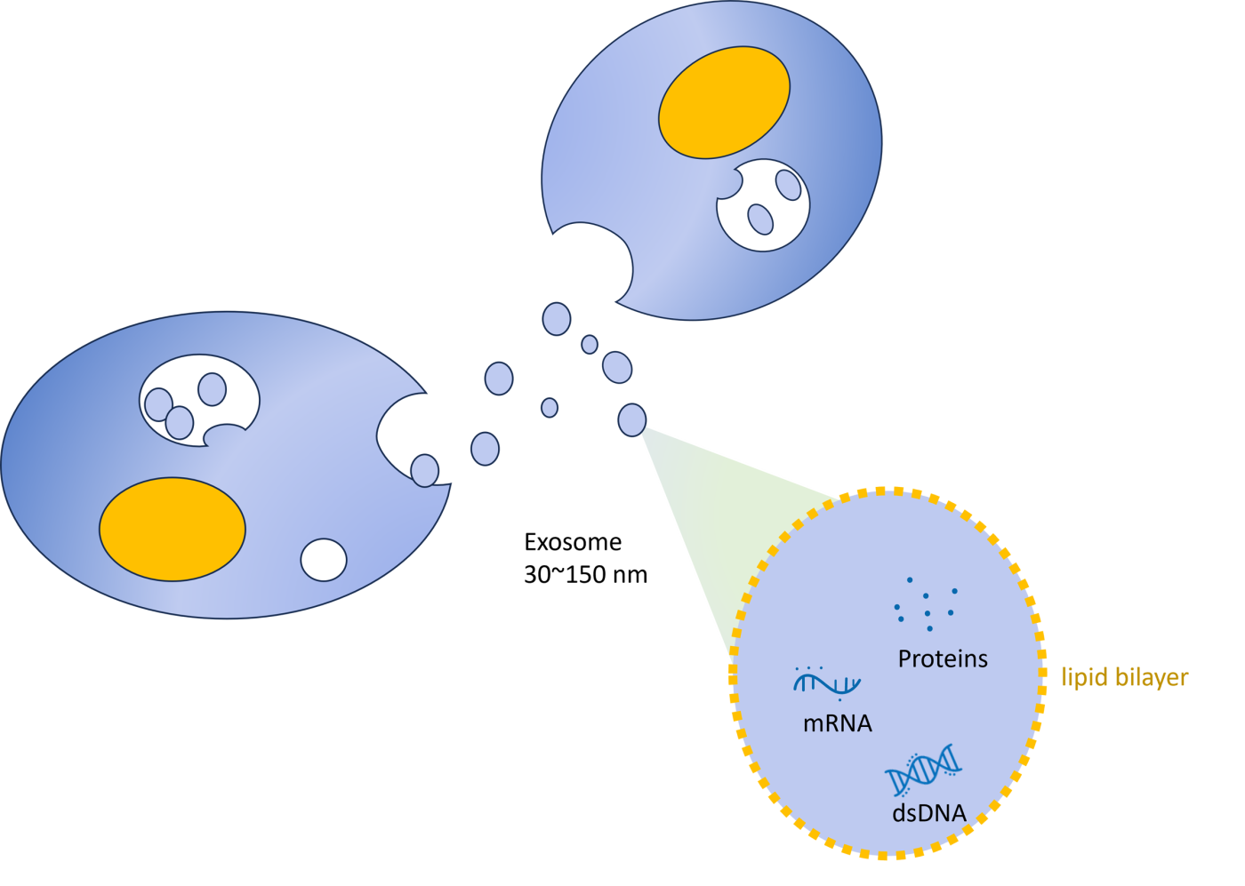 外泌體示意圖